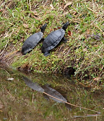 [Two turtles side by side facing uphill about six inches from the water's edge.]
